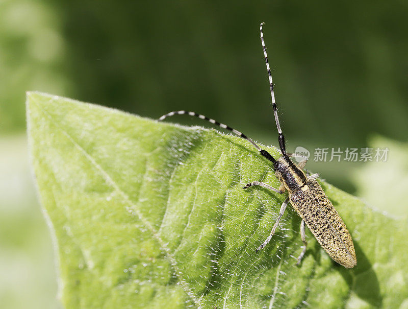 长角甲虫(Agapanthia villosoviri下降)